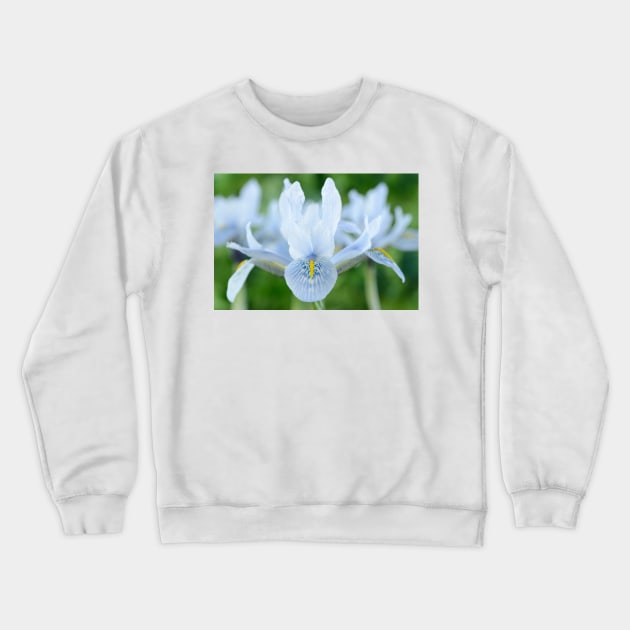 Iris  'Sheila Ann Germaney'  Reticulata Crewneck Sweatshirt by chrisburrows